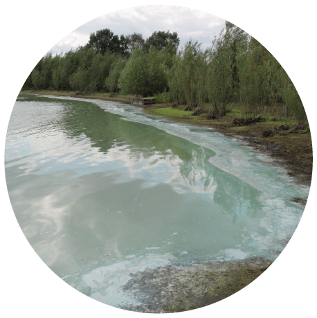 Lake with Blue Green Algae issue - Solution Excalibio