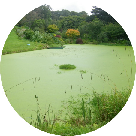 Lake with Duckweed Issue - Solution: Duckweed control